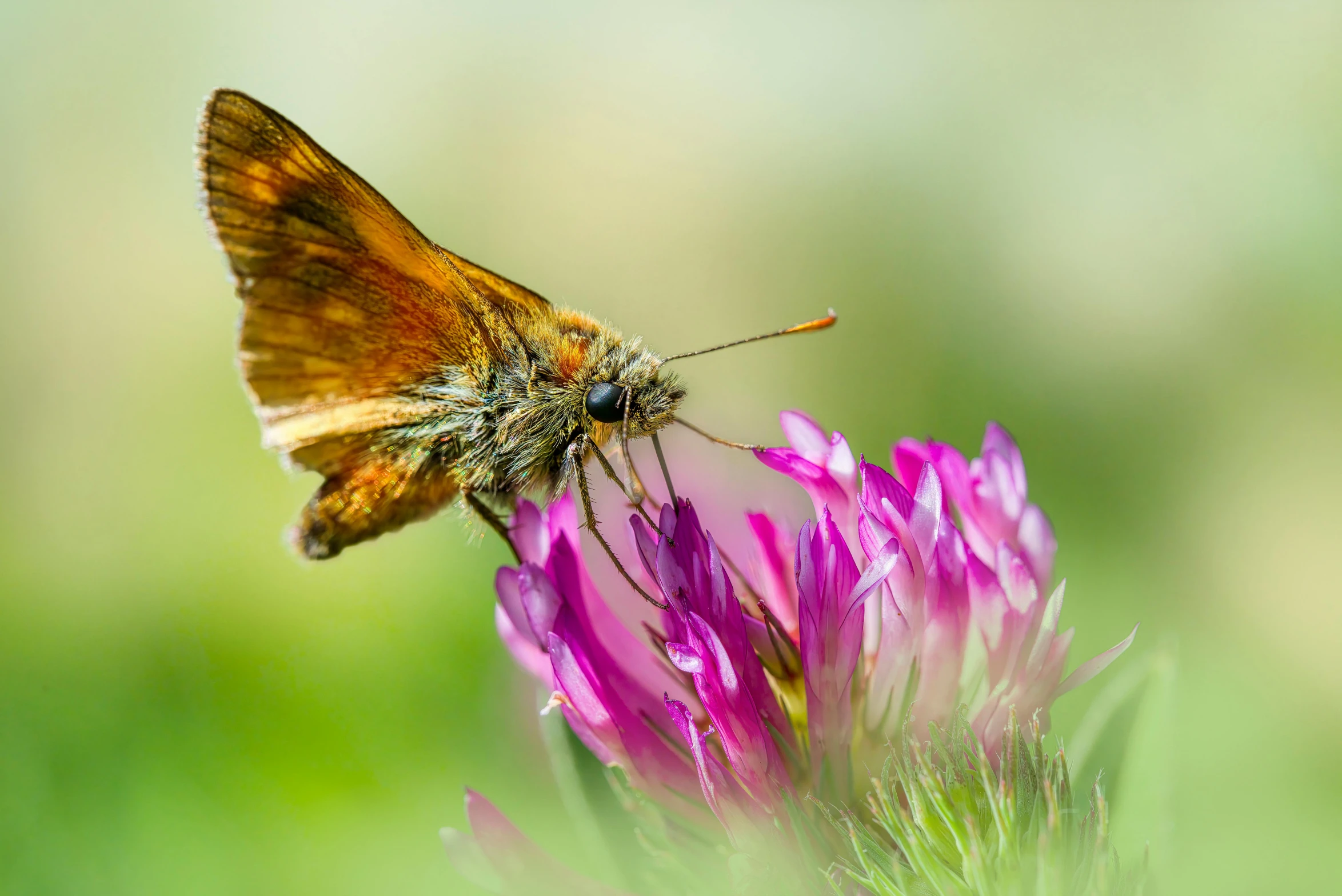 an orange and white moth sitting on a pink flower