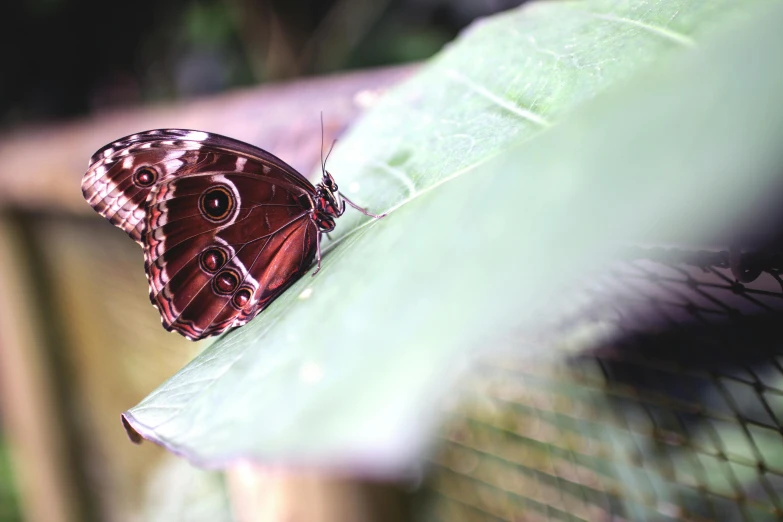 a brown erfly sitting on top of a green leaf