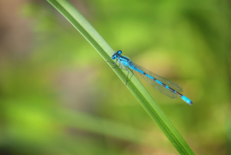 a blue dragonfly sitting on a green blade