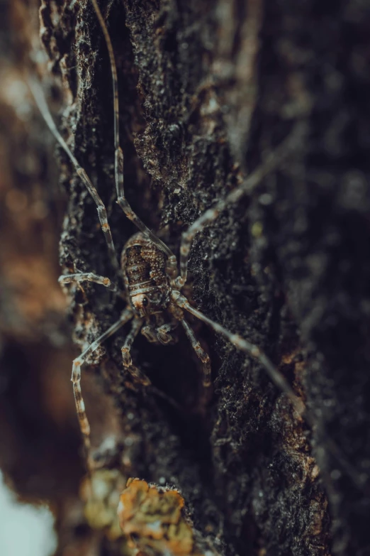 a brown and black spider is sitting on a tree