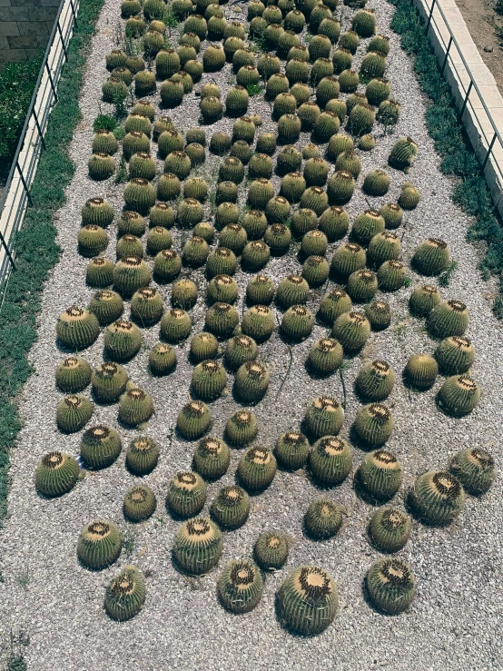 rows of cactus plants at a nursery in a fenced in area