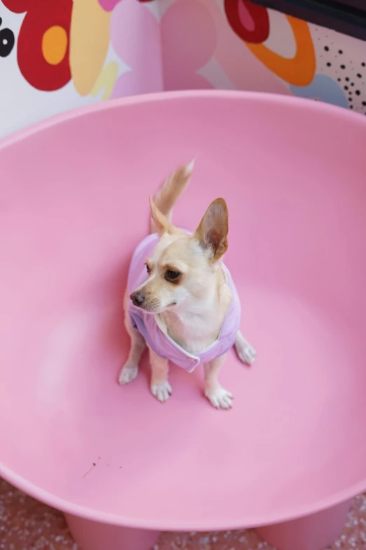 small dog sitting in a pink bowl with white trim