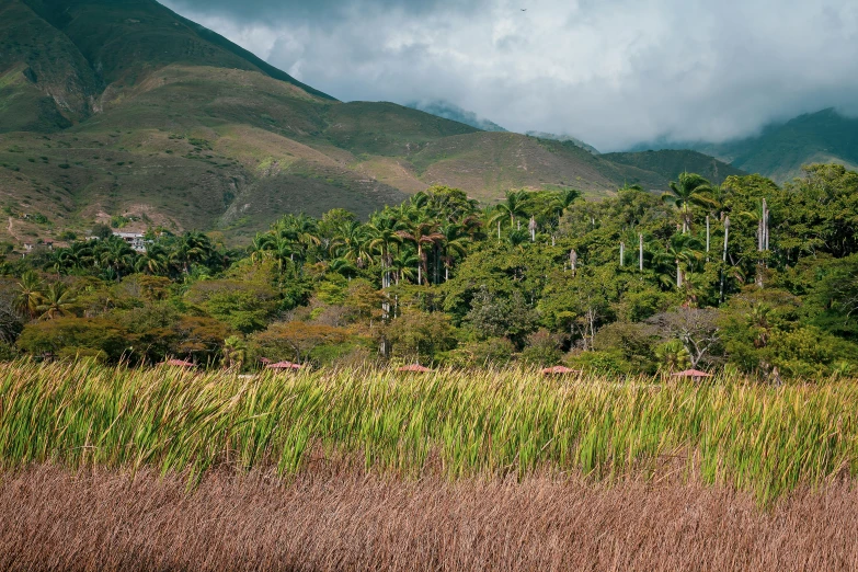 a large mountain range with trees and bushes on the side