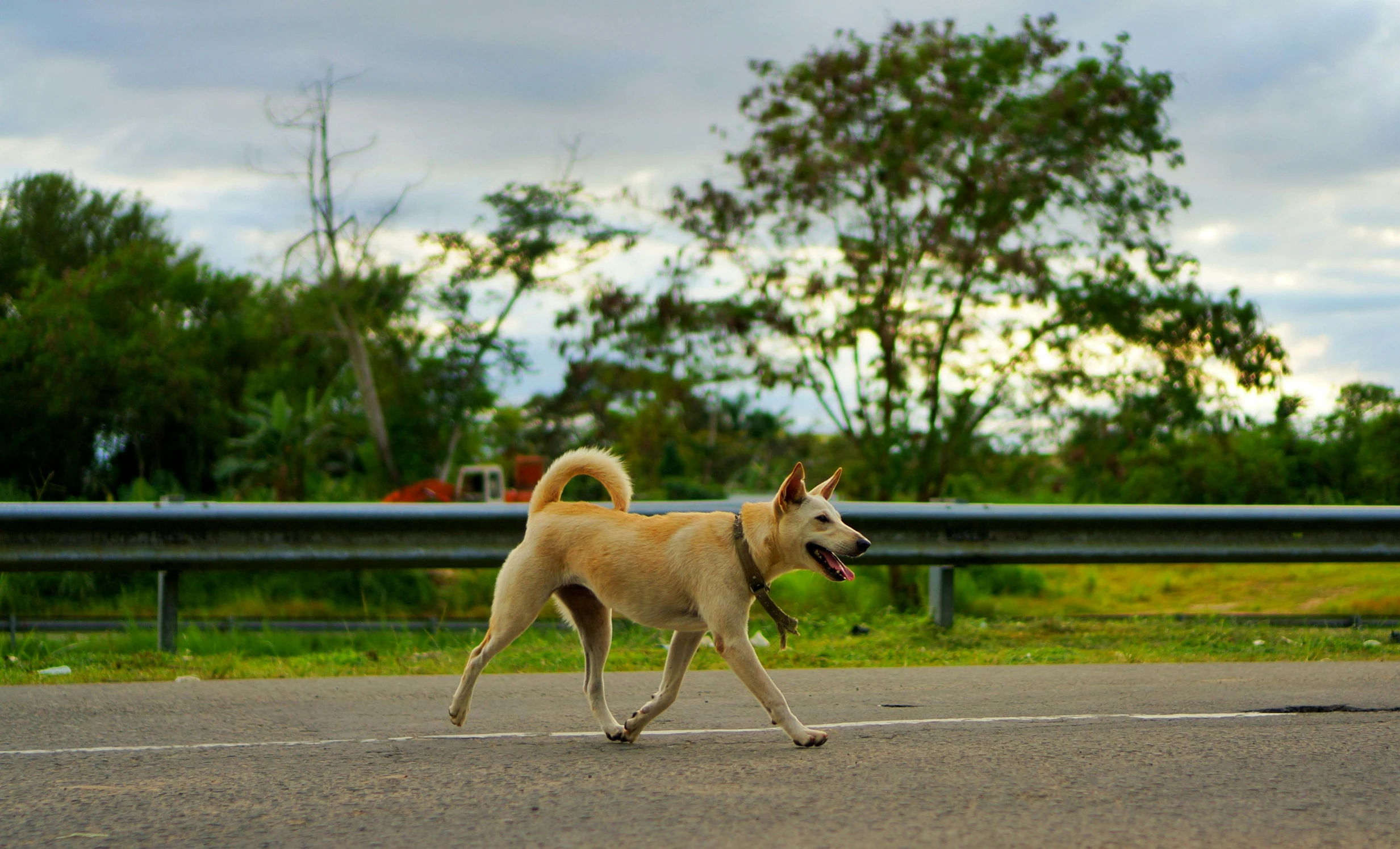 a dog running along side the road with a frisbee in its mouth