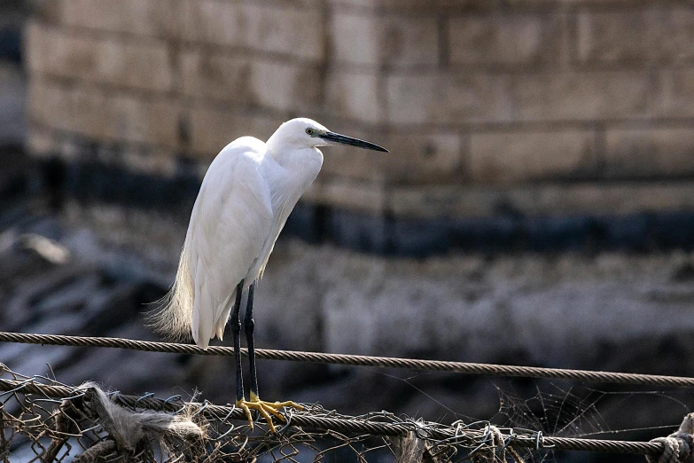 a white bird perched on top of a wire