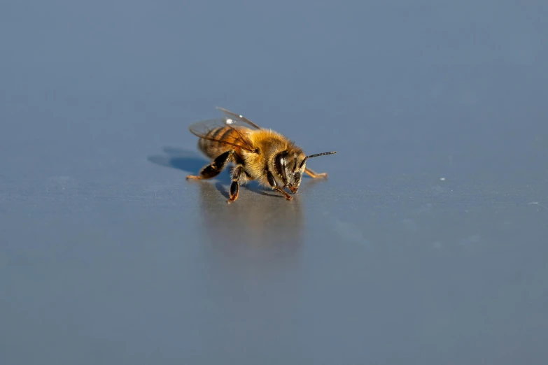 a honeybee on some shiny reflective surface is taking off and landing