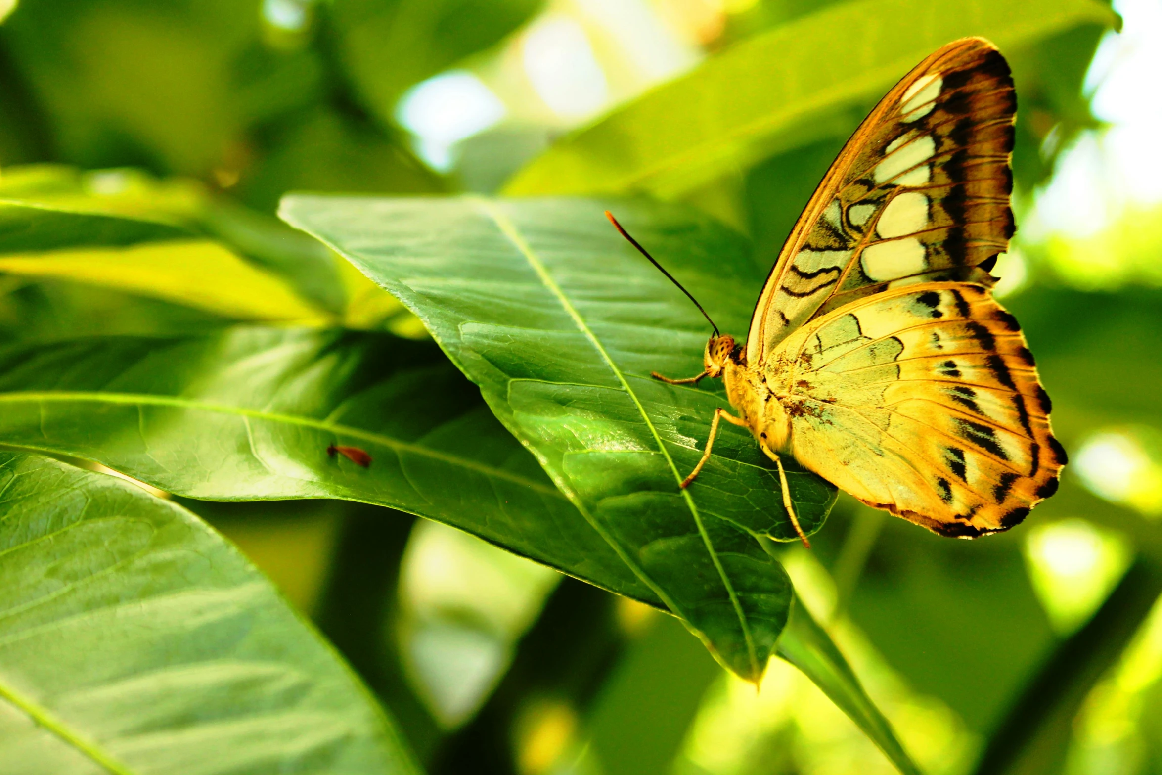 an insect sits on a leaf with leaves