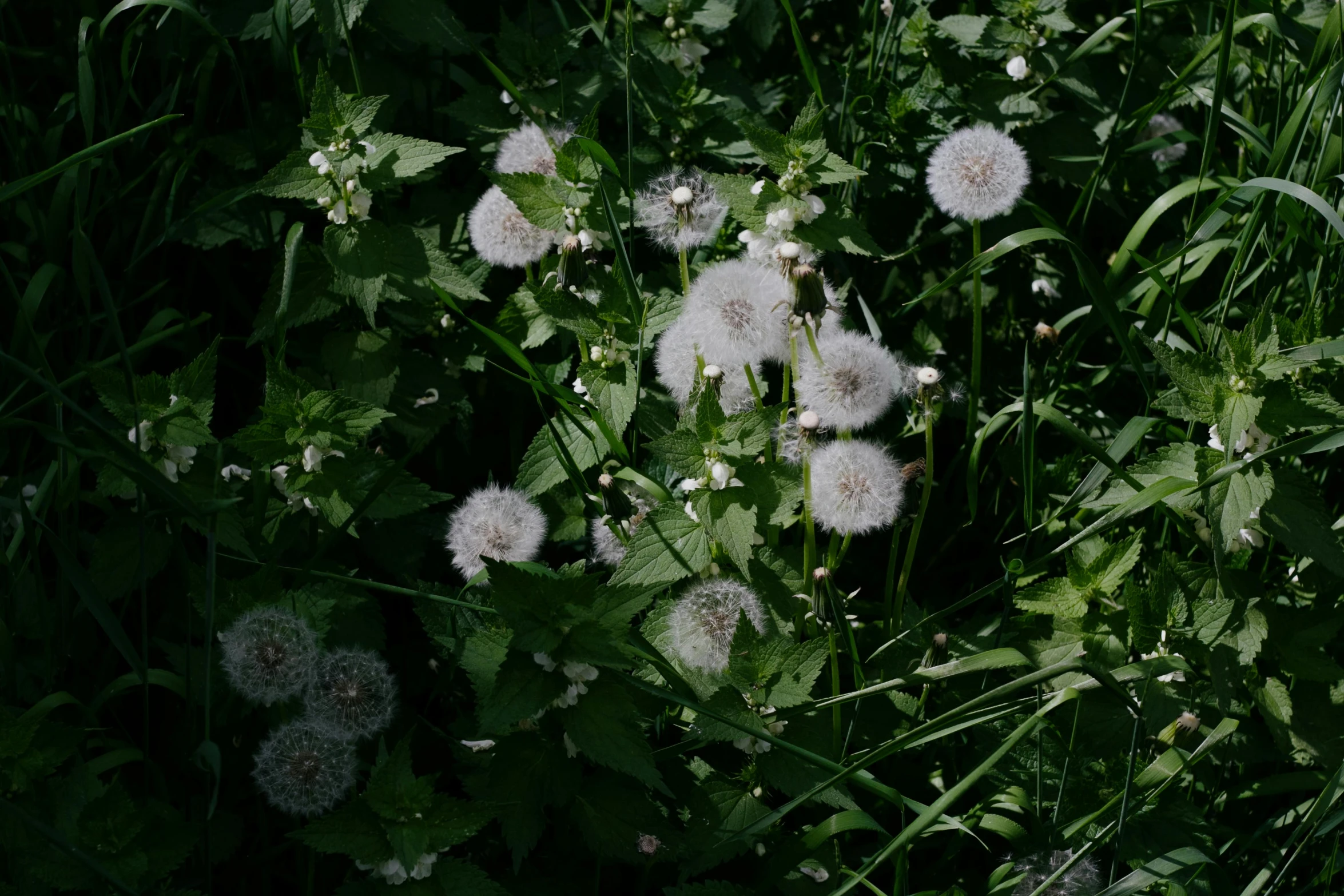 large plants covered in white flowers and some leaves