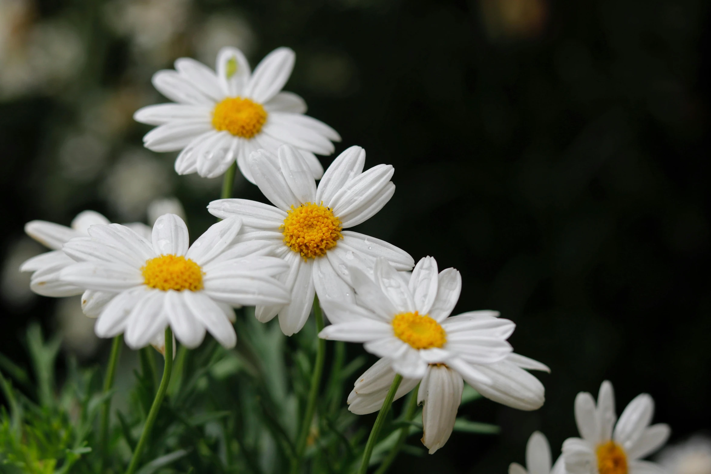 a bunch of white and yellow flowers on a plant