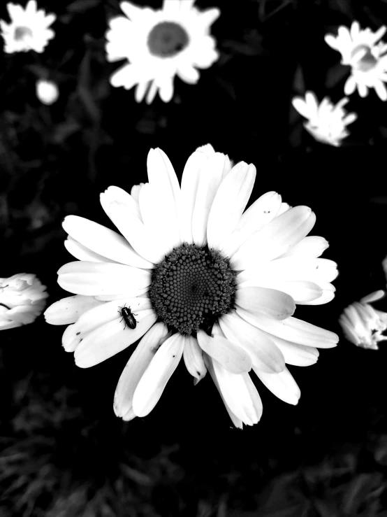 a black and white po of a flower with many smaller flowers surrounding it