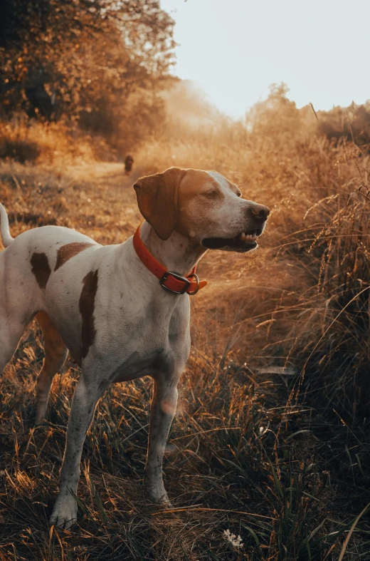 a dog looking off to the side, with an orange collar and brown spots