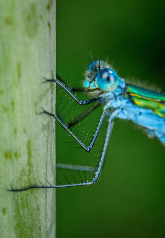 a close up of a very big colorful insect