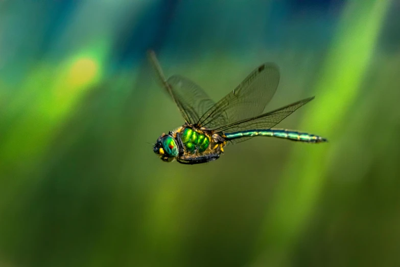 a colorful dragon fly sitting on a green and blue plant