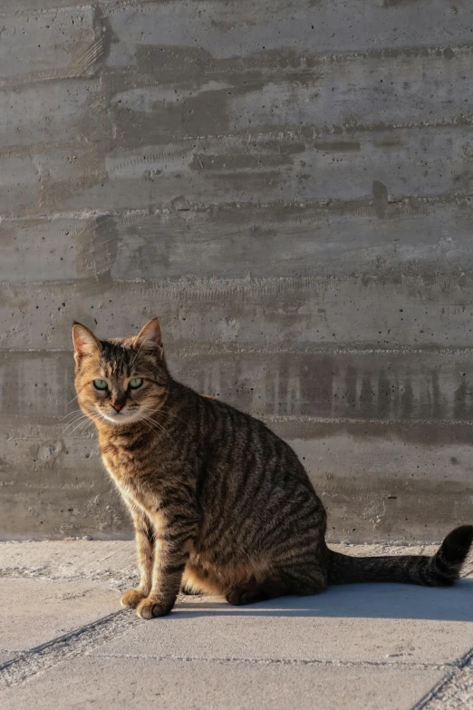 a cat sitting on top of the street near a wall