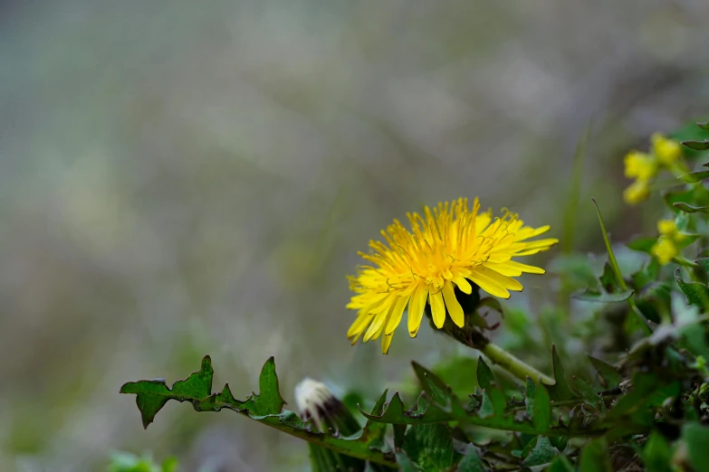 the yellow dandelion has green leaves in the foreground