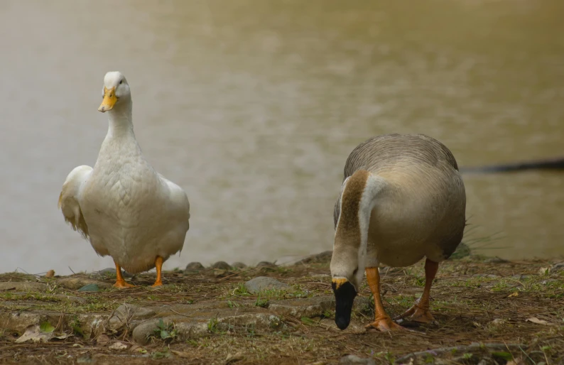 a couple of geese stand next to some water