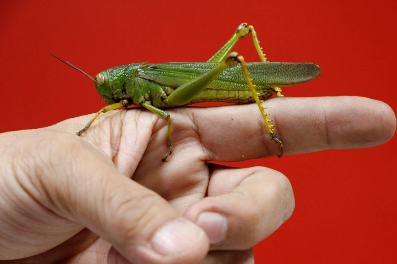 a green grasshopper is on top of someones finger