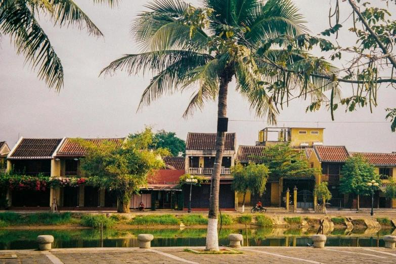 a large brown palm tree sitting next to a brick road