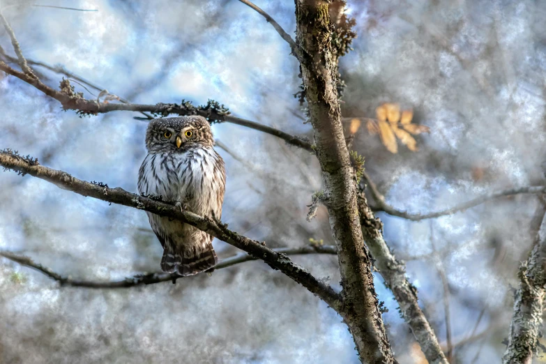 a bird sitting on a nch with a sky background