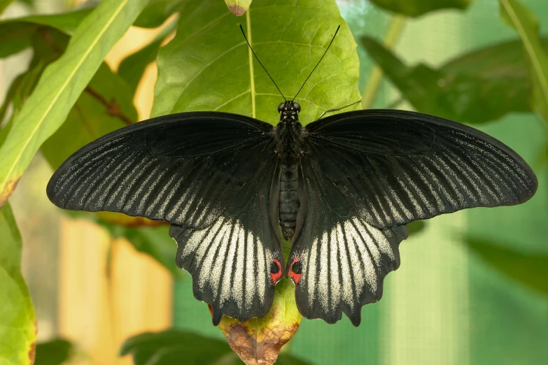 a large erfly that is on top of a plant