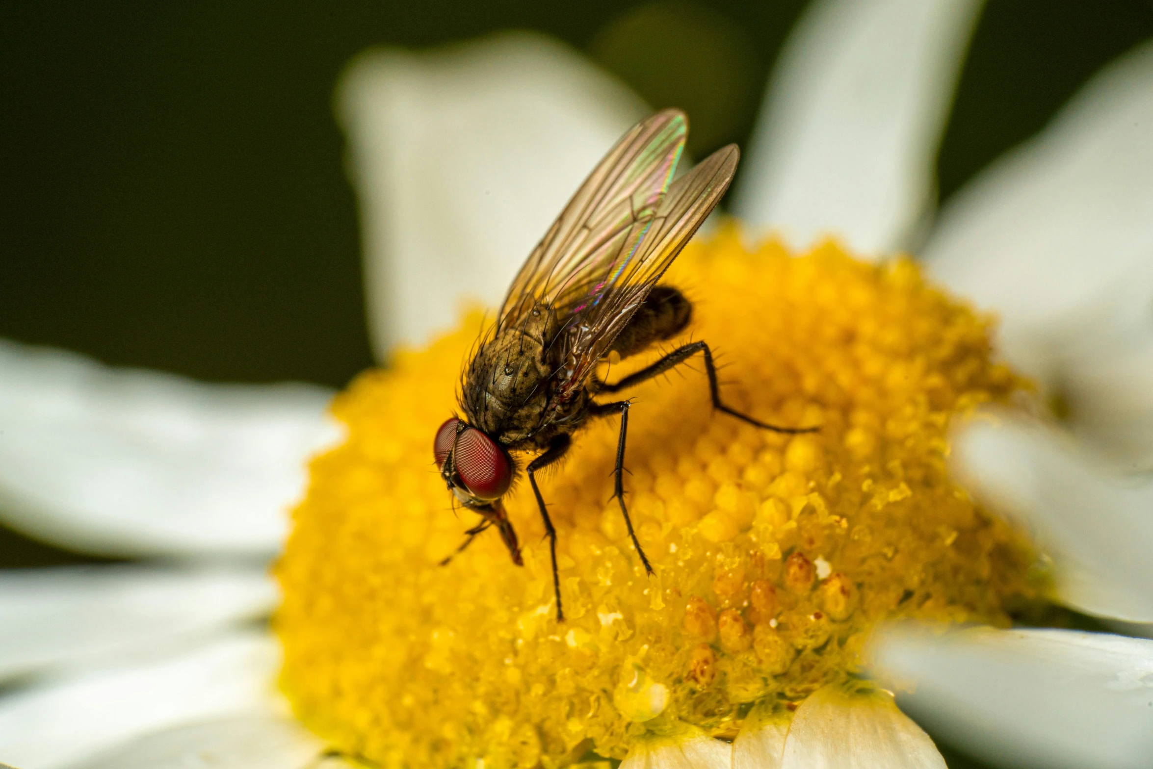 two flies sit on top of a white flower