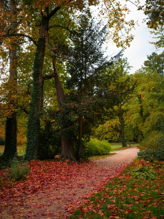 a path surrounded by trees and leaves on a sunny day