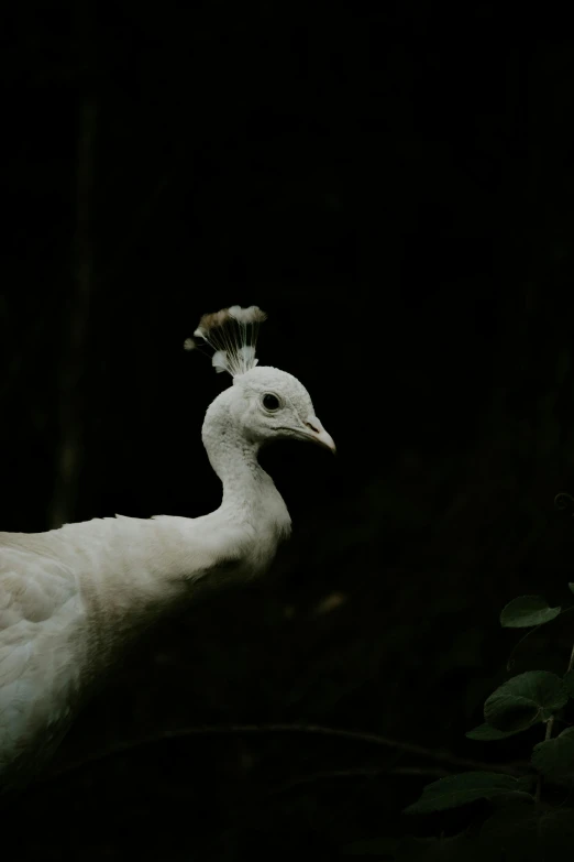 white peacock looking off into the distance