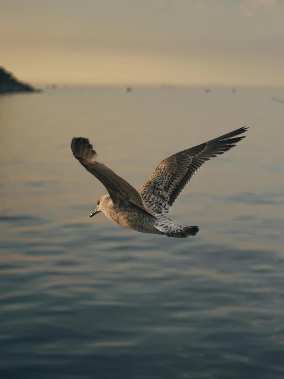 a bird that is flying over some water