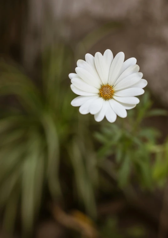 a white flower that is standing up in front of some green plants