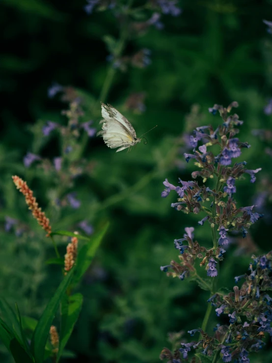 a white and brown erfly flying over a bunch of purple flowers