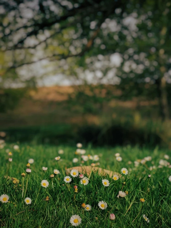 a grassy field filled with lots of flowers