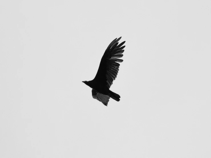 a black bird flying through a white sky