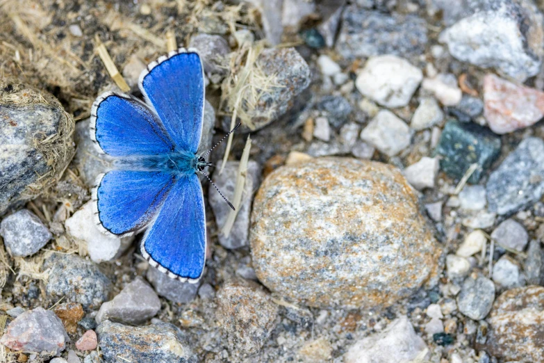 a blue and white erfly on rocks and grass