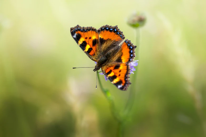 a erfly sits on top of a green stem