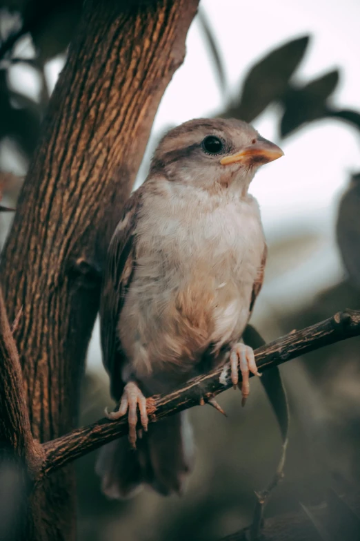 a close up of a bird on a tree nch