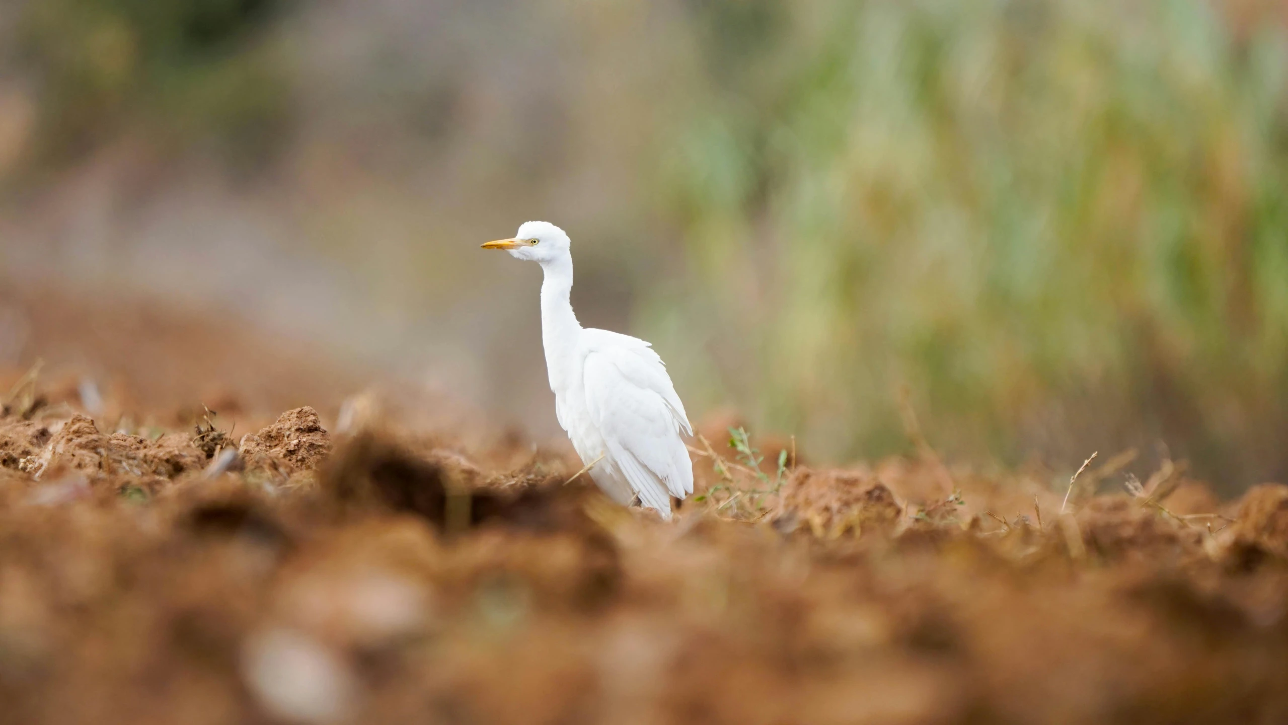 a close up of a white bird in a field