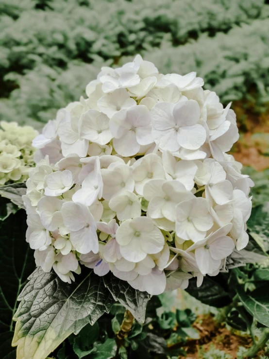 a white flower growing in the garden