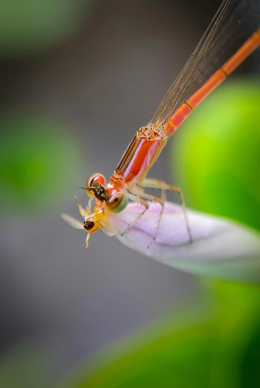 an orange insect is standing on top of a white flower