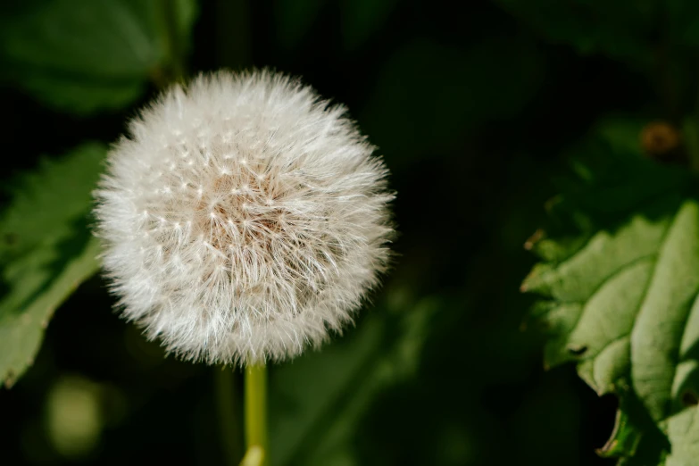 a dandelion that is in some kind of field