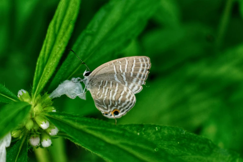 a erfly that is on some green leaves