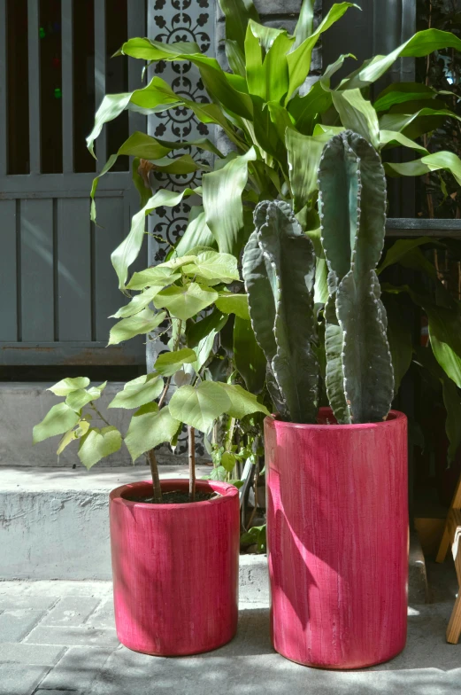 two pink planters one has a cactus in it and one is outside