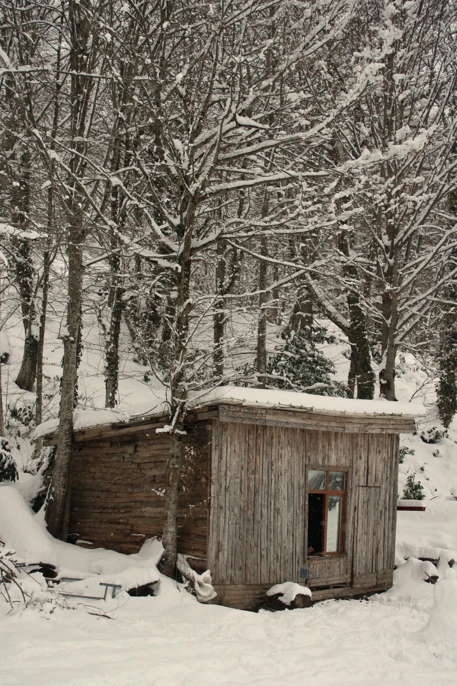 the shed in the winter woods is covered with snow