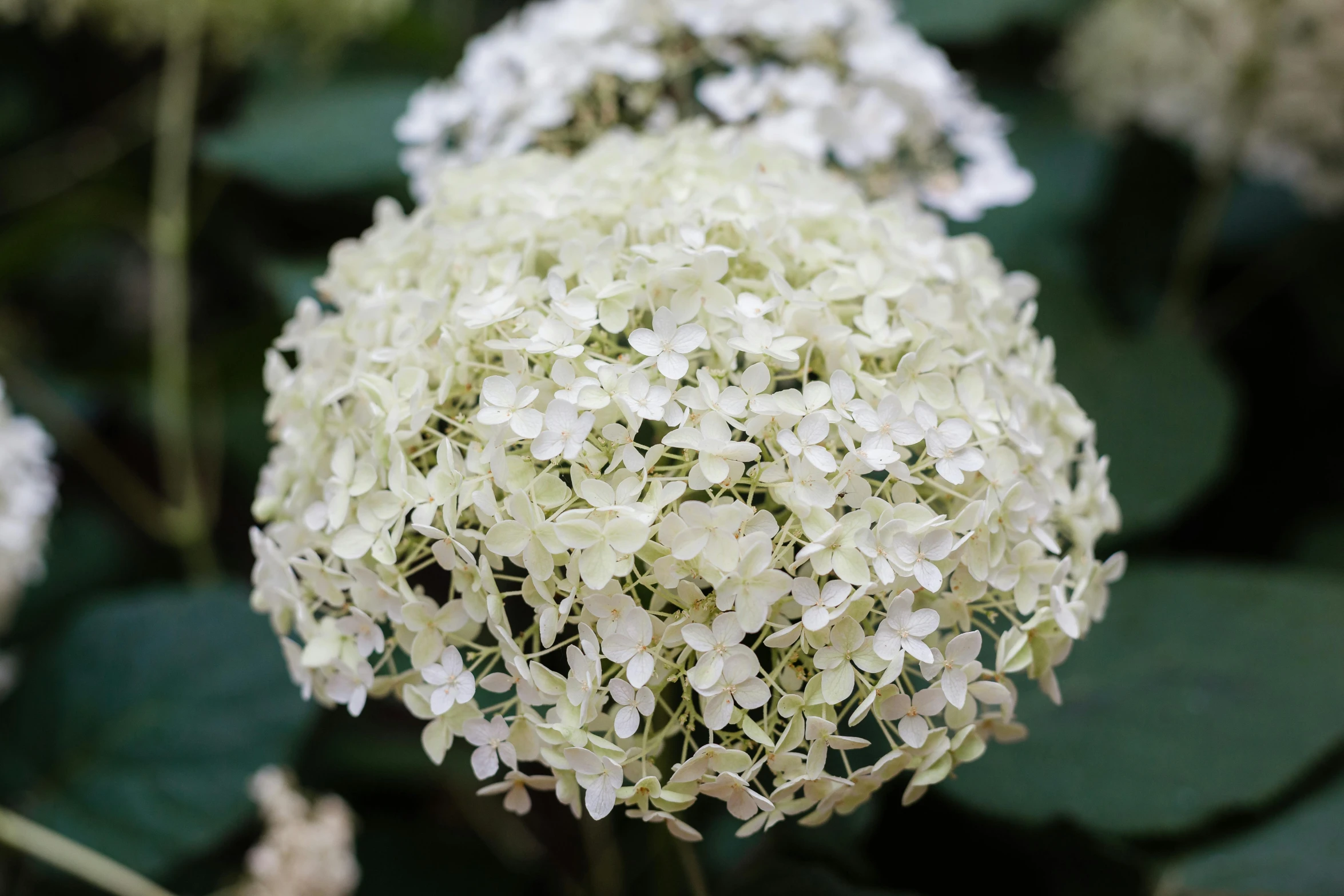 a white flower surrounded by large leaves in a field