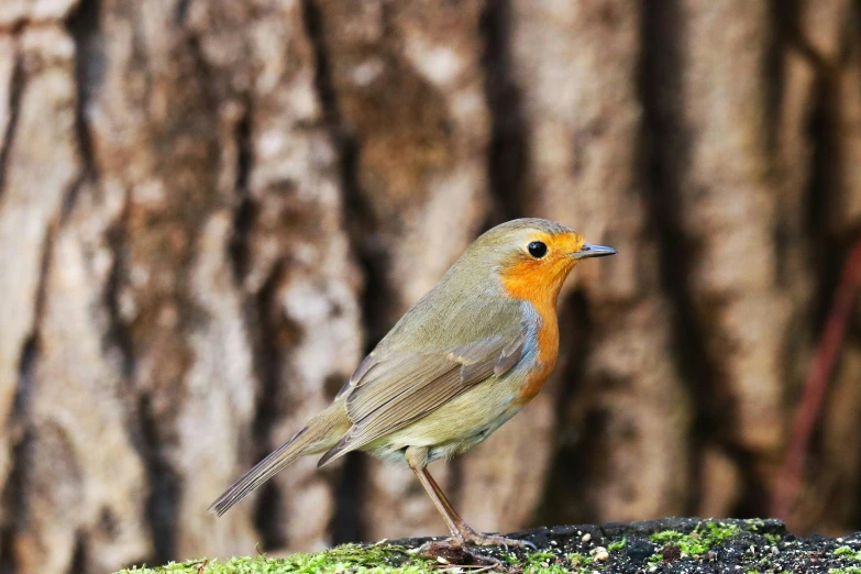 a bird sits on the moss in front of some trees