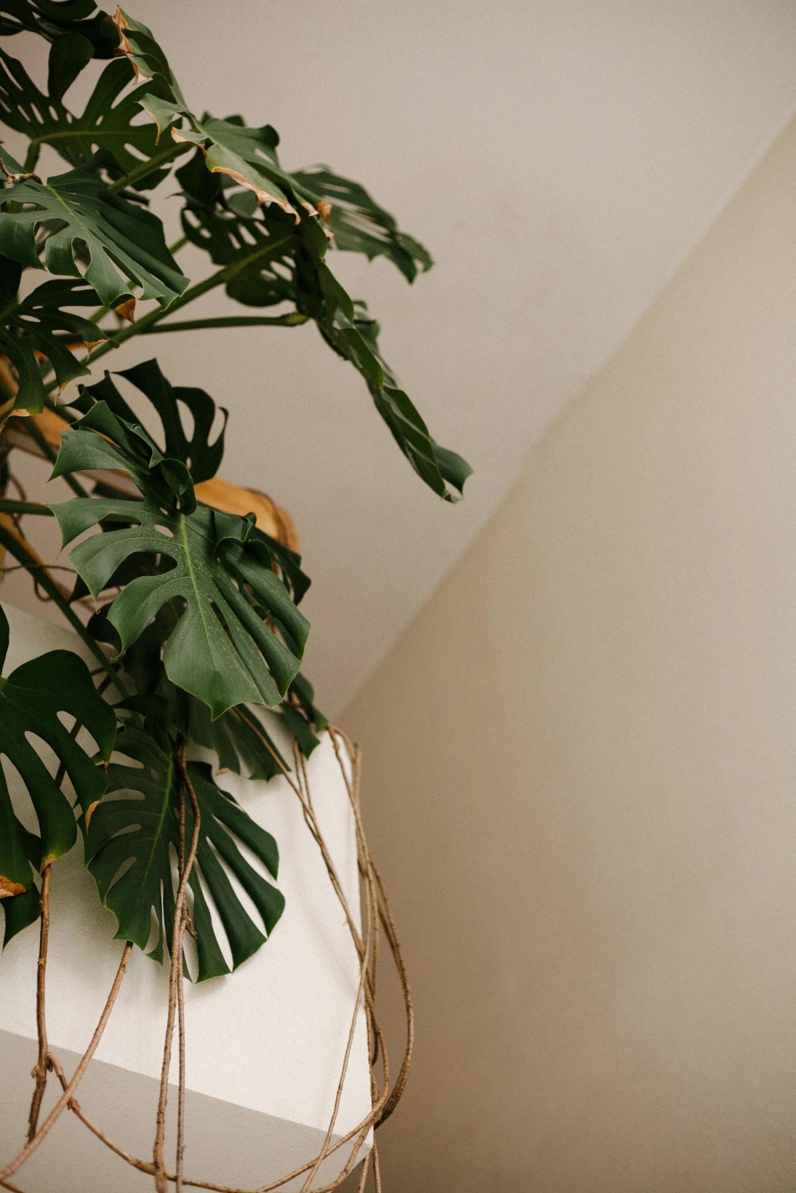 large green plant with long stems sitting on top of a white cube