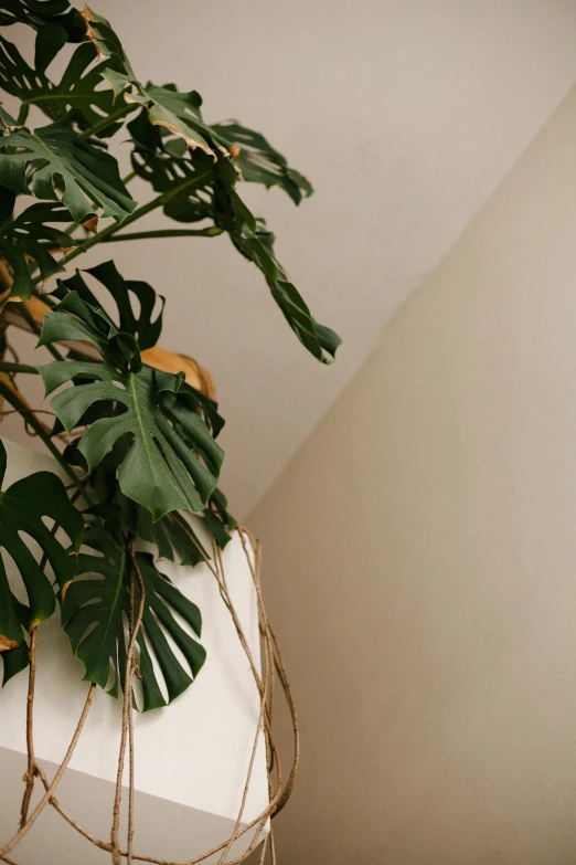 large green plant with long stems sitting on top of a white cube