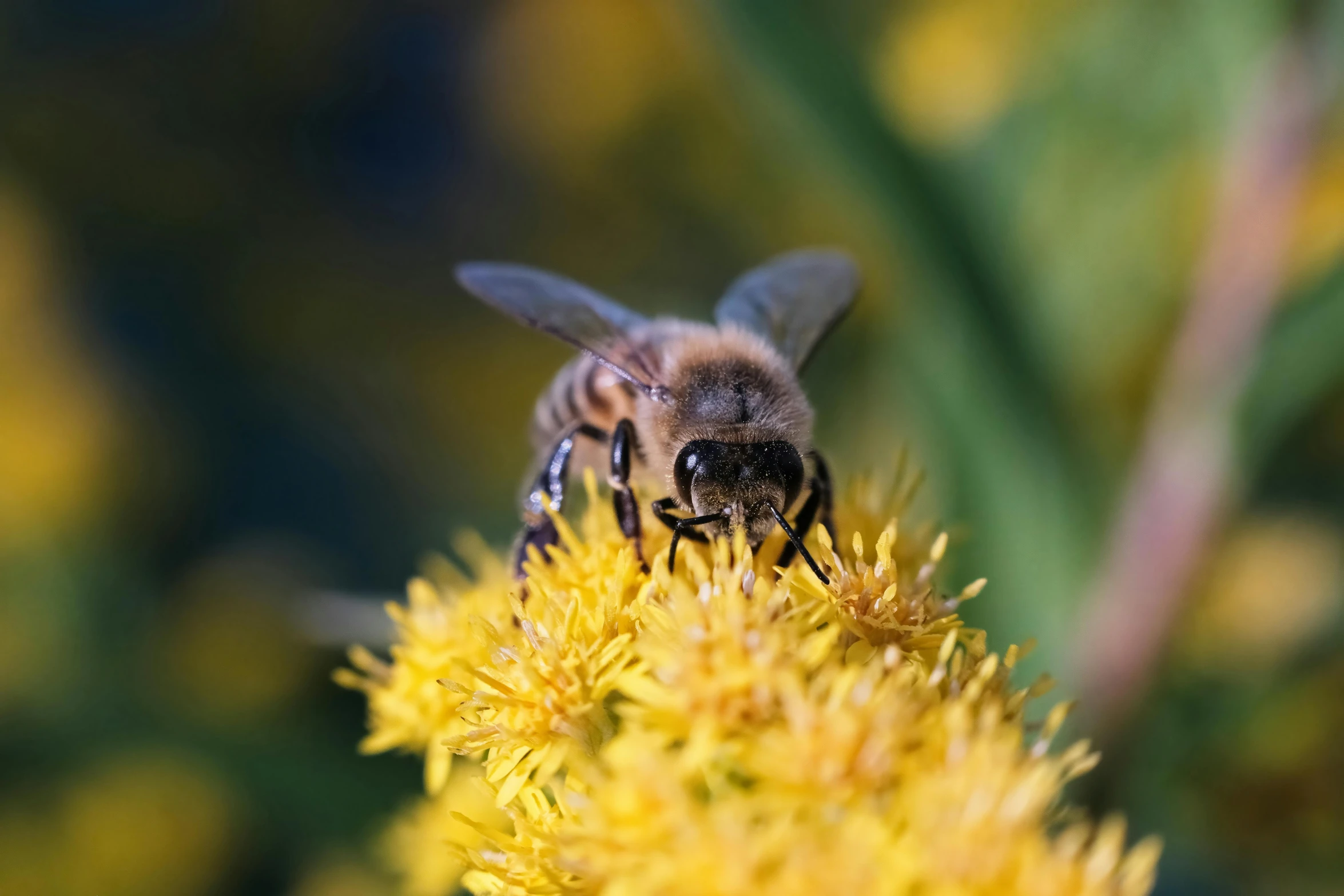 a bee with two wings is sitting on a flower