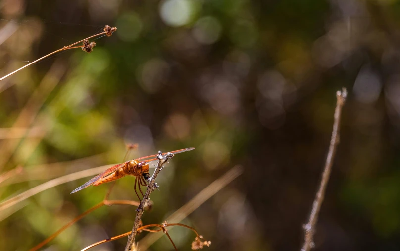 two bugs sitting on a dry leaf covered plant