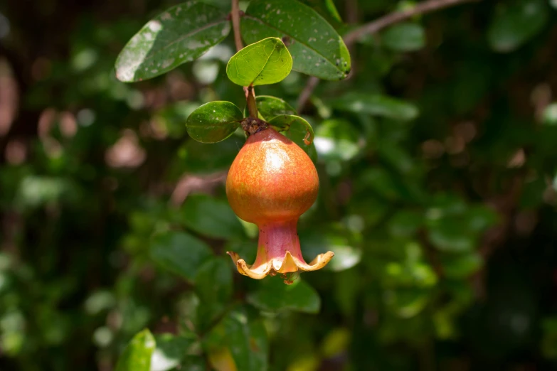 the fruit on the tree looks like a pomegranate