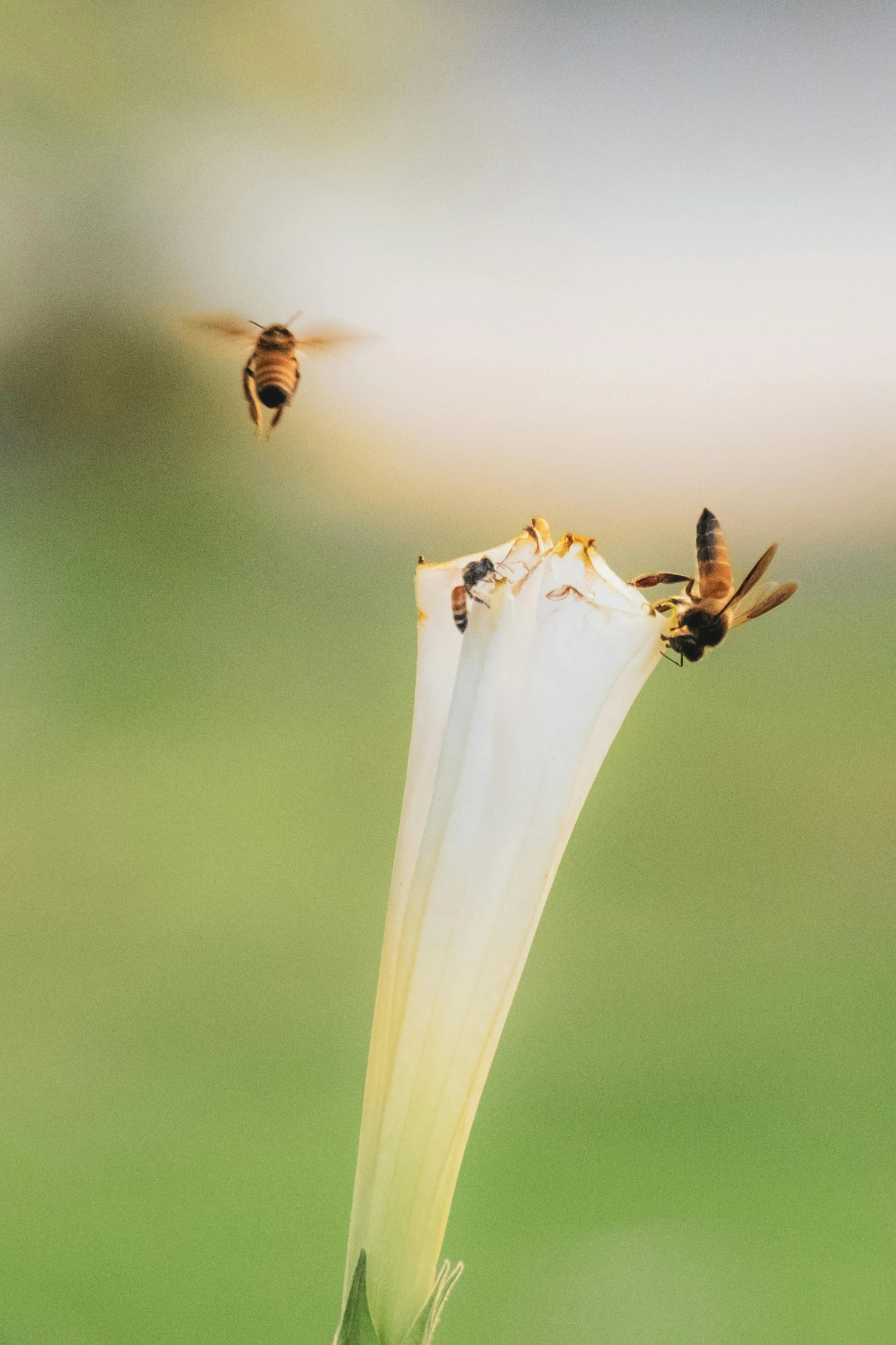 the two bums are hovering toward the small flowers